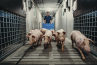 Varkenshouder bij varkens